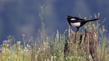 Elster R5_AS_210711_3316.jpg