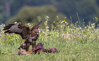 Mäusebussard R5_AS_210711_3514.jpg