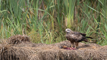 Schreiadler R5_AS_210712_4804.jpg