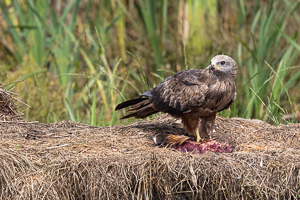 Schreiadler R5_AS_210712_4863.jpg