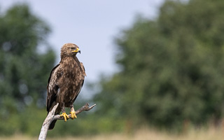 Schreiadler R5_AS_210712_5072.jpg