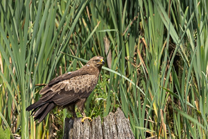 Schreiadler R5_AS_210712_5252.jpg