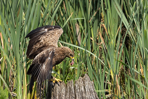 Schreiadler R5_AS_210712_5471.jpg