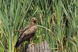 Schreiadler R5_AS_210712_5713.jpg