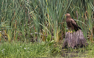 Schreiadler R5_AS_210712_5828.jpg