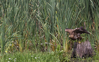 Schreiadler R5_AS_210712_5890.jpg