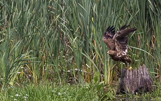 Schreiadler R5_AS_210712_5891.jpg