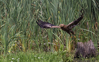 Schreiadler R5_AS_210712_5893.jpg