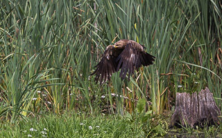 Schreiadler R5_AS_210712_5895.jpg