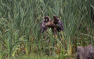 Schreiadler R5_AS_210712_5896.jpg