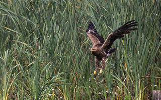 Schreiadler R5_AS_210712_5897.jpg