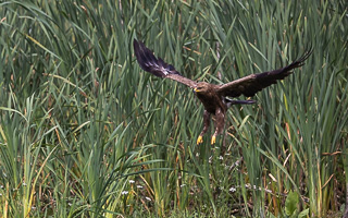 Schreiadler R5_AS_210712_5898.jpg