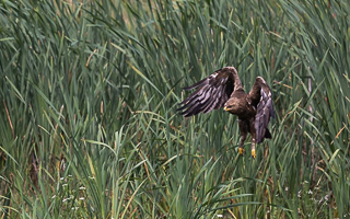 Schreiadler R5_AS_210712_5901.jpg