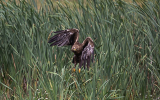 Schreiadler R5_AS_210712_5906.jpg