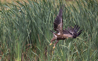 Schreiadler R5_AS_210712_5912.jpg