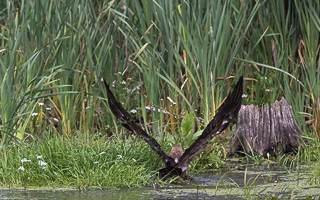 Schreiadler R5_AS_210712_5941.jpg