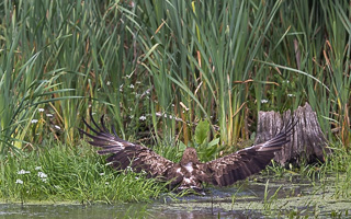 Schreiadler R5_AS_210712_5942.jpg