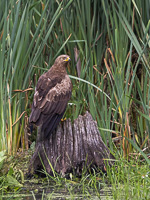 Schreiadler R5_AS_210712_5973.jpg