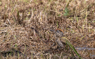 Junger Grünspecht R5_AS_210716_6283.jpg