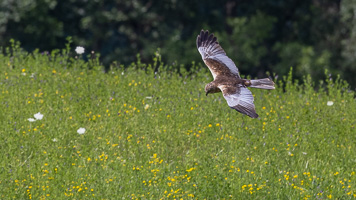 Rohrweihe R5_AS_210716_6565.jpg