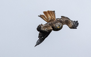 Schwarzmilan R5_AS_210717_7366.jpg