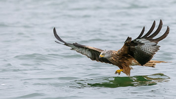 Rotmilan R5_AS_210717_7423.jpg