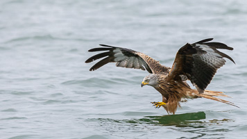 Rotmilan R5_AS_210717_7424.jpg