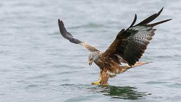 Rotmilan R5_AS_210717_7425.jpg