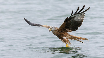 Rotmilan R5_AS_210717_7426.jpg