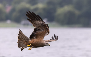 Schwarzmilan R5_AS_210717_7479.jpg