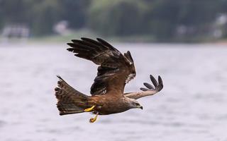 Schwarzmilan R5_AS_210717_7480.jpg