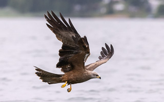 Schwarzmilan R5_AS_210717_7481.jpg