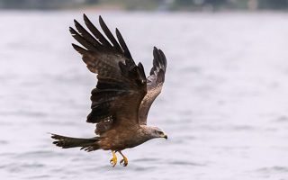 Schwarzmilan R5_AS_210717_7482.jpg