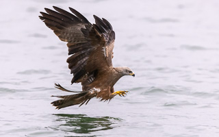 Schwarzmilan R5_AS_210717_7485.jpg