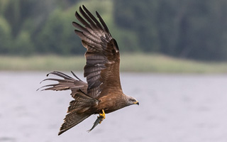 Schwarzmilan R5_AS_210717_7501.jpg