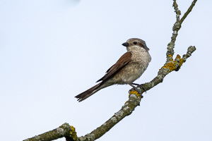 Neuntöter (Weibchen) R5_AS_210719_9472.jpg