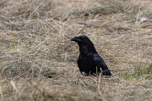 Kolkrabe R5_AS_210719_9774.jpg