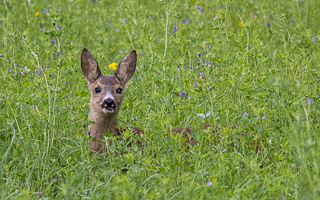 Reh R5_AS_210719_9868.jpg