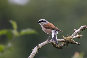 Neuntöter R5_AS_210719_9935.jpg