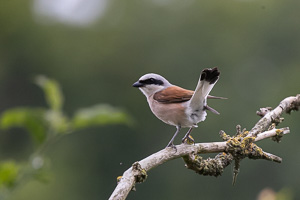 Neuntöter R5_AS_210719_9939.jpg