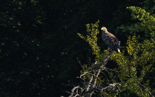 Seeadler R5_AS_210720_0213.jpg