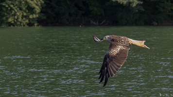 Schwarzmilan R5_AS_210720_0332.jpg