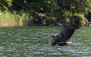 Seeadler R5_AS_210720_0394.jpg