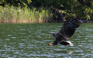 Seeadler R5_AS_210720_0395.jpg