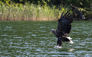 Seeadler R5_AS_210720_0396.jpg