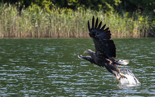 Seeadler R5_AS_210720_0397.jpg