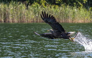 Seeadler R5_AS_210720_0398.jpg