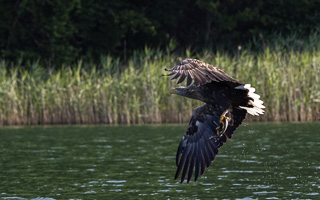 Seeadler R5_AS_210720_0405.jpg