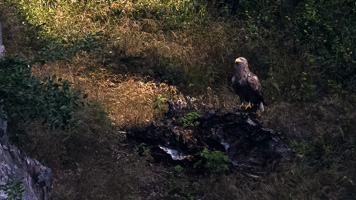 Seeadler R5_AS_210720_0461-Bearbeitet.jpg