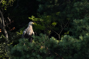 Seeadler R5_AS_210720_1043.jpg